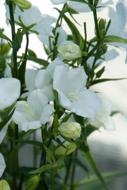 Flachschalige Garten-Glockenblume Campanula persicifolia 'Alba' 5-10 Topf 9x9 cm (P9) Campanula persicifolia 'Alba'