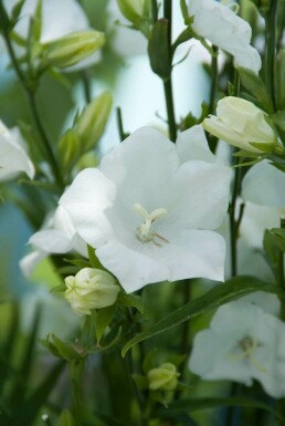 Flachschalige Garten-Glockenblume Campanula persicifolia 'Alba' 5-10 Topf 9x9 cm (P9)