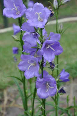 Pfirsich-Blatt-Glockenblume Campanula persicifolia 'Coerulea' 5-10 Topf 9x9 cm (P9)