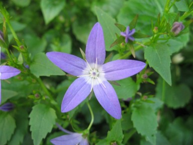 Dalmatiner-Polster-Glockenblume Campanula portenschlagiana 5-10 Topf 9x9 cm (P9) Campanula portenschlagiana
