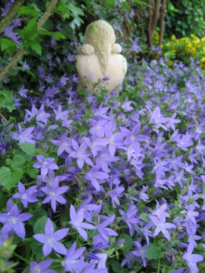 Dalmatiner-Polster-Glockenblume Campanula portenschlagiana 5-10 Topf 9x9 cm (P9)