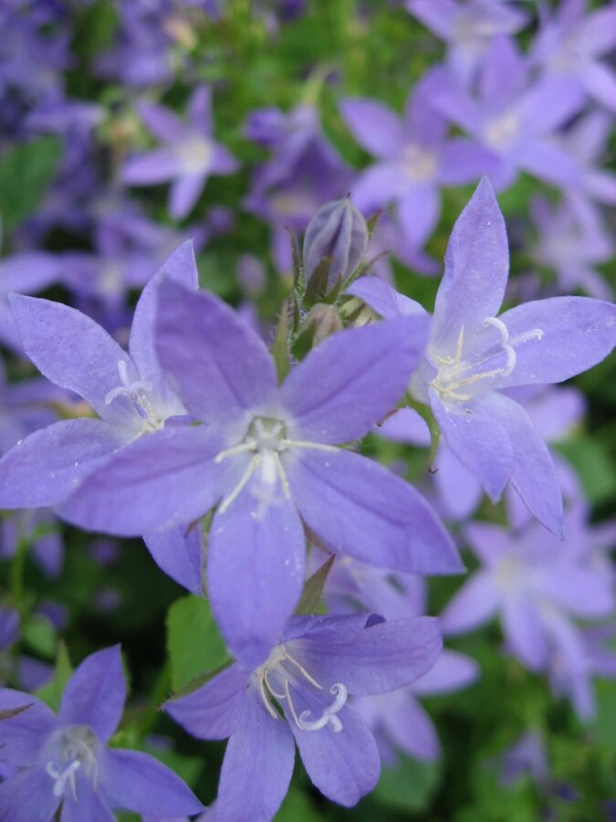 Dalmatiner-Polster-Glockenblume Campanula portenschlagiana 5-10 Topf 9x9 cm (P9) Campanula portenschlagiana
