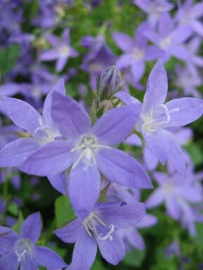 Dalmatiner-Polster-Glockenblume Campanula portenschlagiana 5-10 Topf 9x9 cm (P9) Campanula portenschlagiana