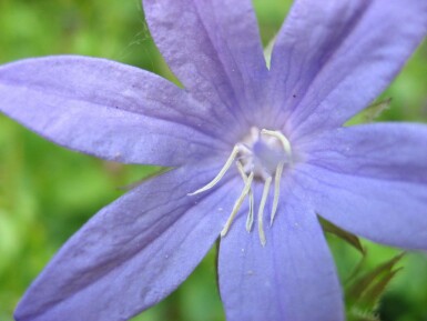 Dalmatiner-Polster-Glockenblume Campanula portenschlagiana 5-10 Topf 9x9 cm (P9) Campanula portenschlagiana