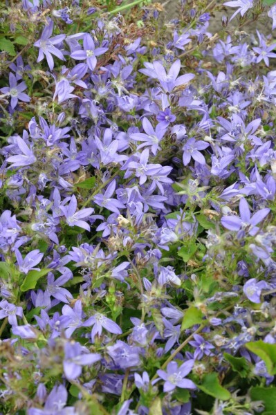 Hängepolster-Glockenblume Campanula poscharskyana 5-10 Topf 9x9 cm (P9) Campanula poscharskyana