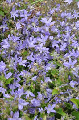 Hängepolster-Glockenblume Campanula poscharskyana 5-10 Topf 9x9 cm (P9) Campanula poscharskyana