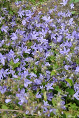 Hängepolster-Glockenblume Campanula poscharskyana 5-10 Topf 9x9 cm (P9) Campanula poscharskyana