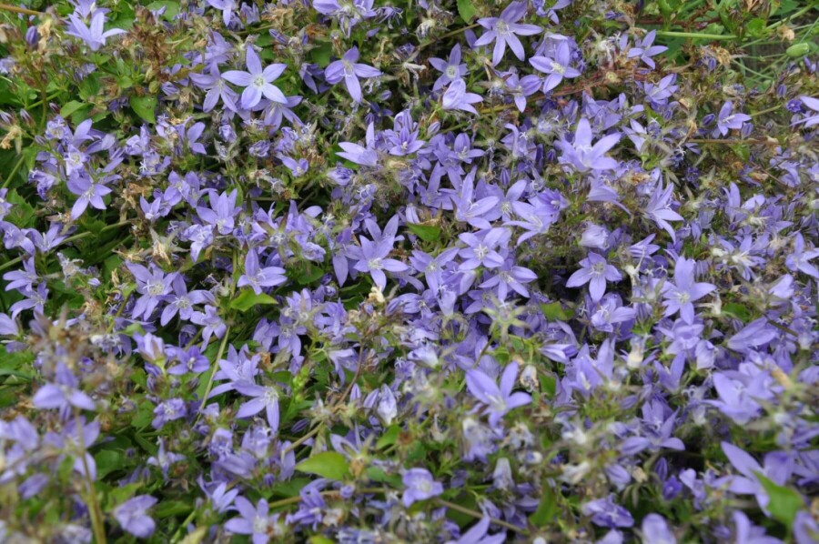 Hängepolster-Glockenblume Campanula poscharskyana 5-10 Topf 9x9 cm (P9) Campanula poscharskyana