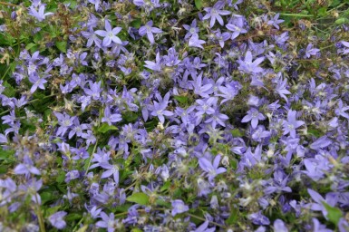 Hängepolster-Glockenblume Campanula poscharskyana 5-10 Topf 9x9 cm (P9) Campanula poscharskyana