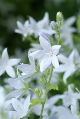 Dalmatiner Polster-Glockenblume Campanula poscharskyana 'E.H. Frost' 5-10 Topf 9x9 cm (P9) Campanula poscharskyana 'E.H. Frost'