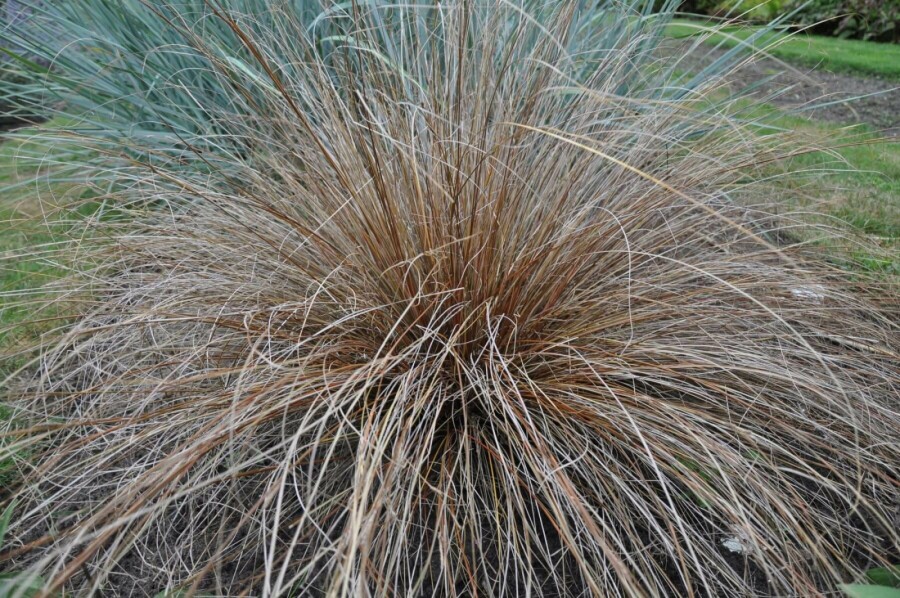 Fuchsrote Segge Carex buchananii 5-10 Topf 9x9 cm (P9) Carex buchananii