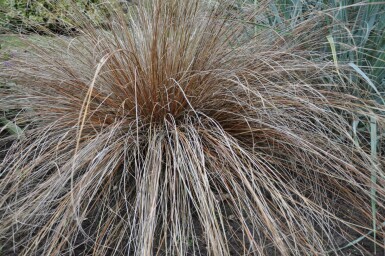 Fuchsrote Segge Carex buchananii 5-10 Topf 9x9 cm (P9)