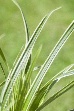 Pilzkopf-Segge Carex caryophyllea 'The Beatles' 5-10 Topf 9x9 cm (P9) Carex caryophyllea 'The Beatles'