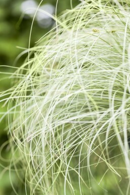Neuseeland Segge Carex comans 'Frosted Curls' 5-10 Topf 9x9 cm (P9)