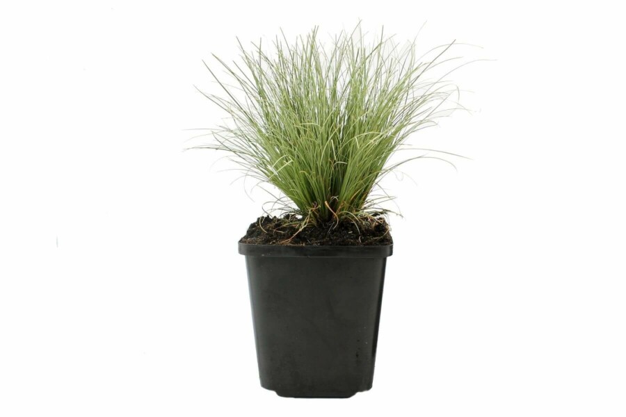 Neuseeland Segge Carex comans 'Frosted Curls' 5-10 Topf 9x9 cm (P9) Carex comans 'Frosted Curls'