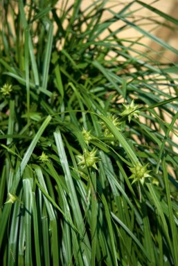 Carex grayi