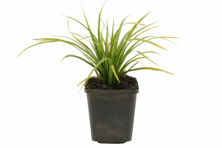 Immergrüne Japansegge Carex morrowii 5-10 Topf 9x9 cm (P9) Carex morrowii