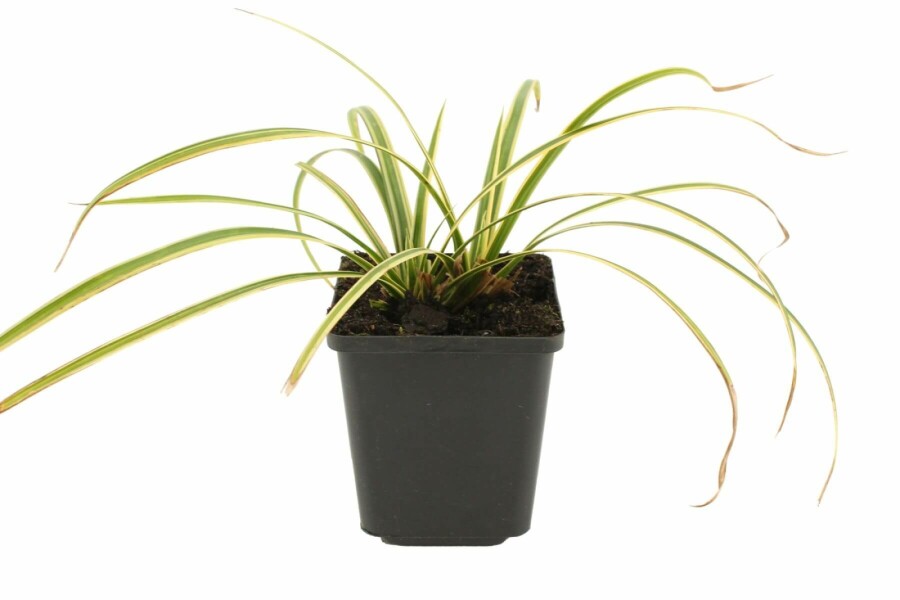 Gelbrandige Segge Carex morrowii 'Goldband' 5-10 Topf 9x9 cm (P9) Carex morrowii 'Goldband'