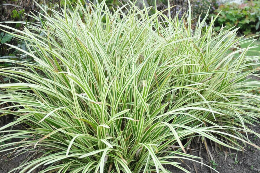 Gelbrandige Segge Carex morrowii 'Goldband' 5-10 Topf 9x9 cm (P9) Carex morrowii 'Goldband'
