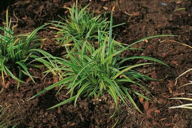 Immergrüne Japansegge Carex morrowii 'Ice Dance' 5-10 Topf 9x9 cm (P9) Carex morrowii 'Ice Dance'