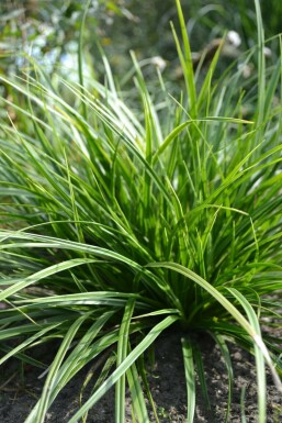 Weißbunte Japan-Segge Carex morrowii 'Variegata' 5-10 Topf 9x9 cm (P9) Carex morrowii 'Variegata'