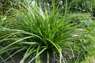 Weißbunte Japan-Segge Carex morrowii 'Variegata' 5-10 Topf 9x9 cm (P9)