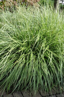 Segge Carex ornithopoda 'Silver Sceptre' 5-10 Topf 9x9 cm (P9) Carex ornithopoda 'Silver Sceptre'