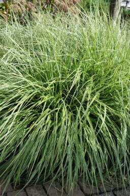 Carex ornithopoda 'Silver Sceptre'