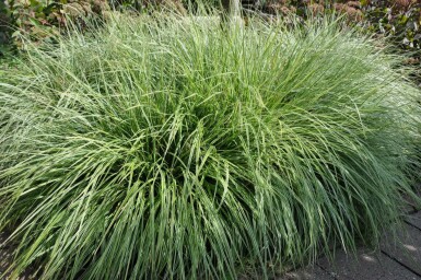 Segge Carex ornithopoda 'Silver Sceptre' 5-10 Topf 9x9 cm (P9) Carex ornithopoda 'Silver Sceptre'