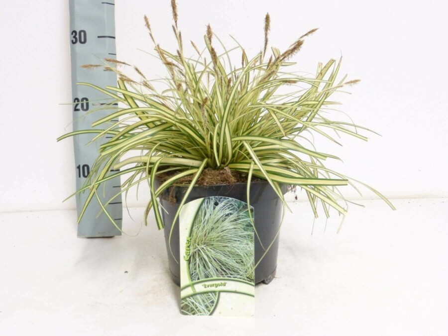 Japan-Gold-Segge Carex oshimensis 'Evergold' 10-15 Topf 2 ltr. (C2) Carex oshimensis 'Evergold'