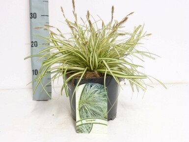 Japan-Gold-Segge Carex oshimensis 'Evergold' 10-15 Topf 2 ltr. (C2) Carex oshimensis 'Evergold'