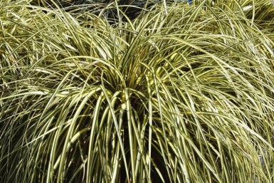 Japan-Gold-Segge Carex oshimensis 'Evergold' 10-15 Topf 2 ltr. (C2) Carex oshimensis 'Evergold'
