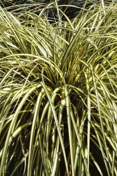 Japan-Gold-Segge Carex oshimensis 'Evergold' 5-10 Topf 9x9 cm (P9) Carex oshimensis 'Evergold'
