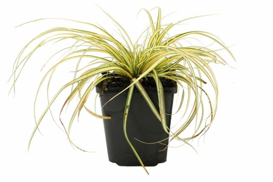 Japan-Gold-Segge Carex oshimensis 'Evergold' 5-10 Topf 9x9 cm (P9) Carex oshimensis 'Evergold'
