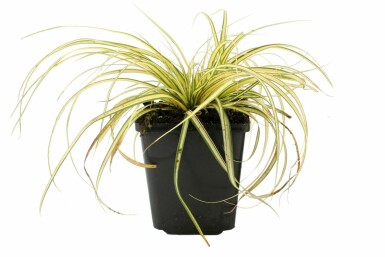 Japan-Gold-Segge Carex oshimensis 'Evergold' 5-10 Topf 9x9 cm (P9) Carex oshimensis 'Evergold'