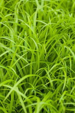 Riesen-Wald-Segge Carex pendula 5-10 Topf 9x9 cm (P9) Carex pendula