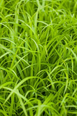 Riesen-Wald-Segge Carex pendula 5-10 Topf 9x9 cm (P9)