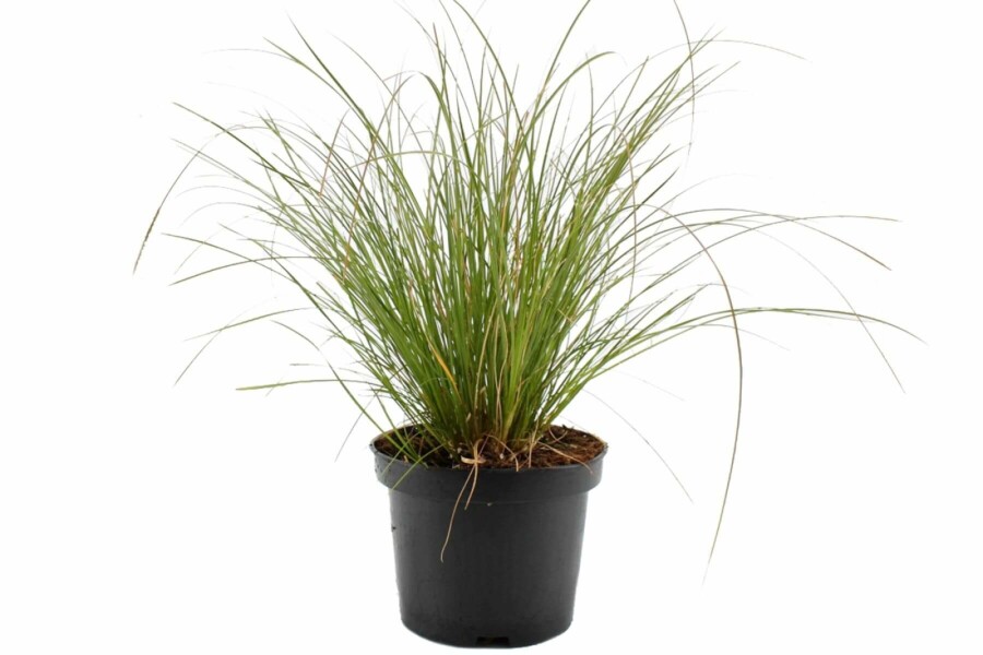Rote Garten-Segge Carex testacea 'Prairie Fire' 10-15 Topf 2 ltr. (C2) Carex testacea 'Prairie Fire'