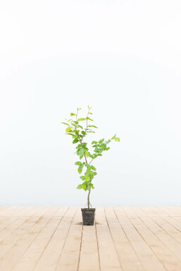 Hainbuche Carpinus betulus 30-40 Topf 9x9 cm (P9) Carpinus betulus