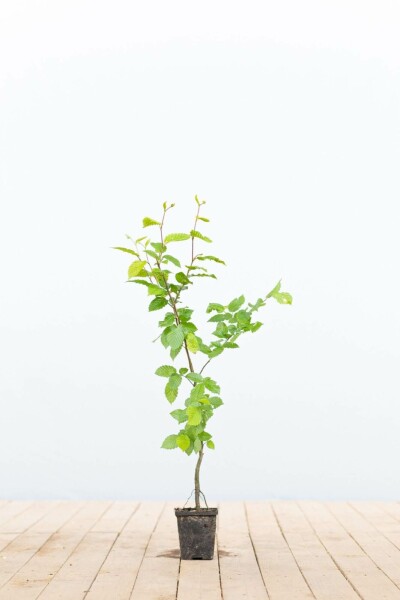 Carpinus betulus