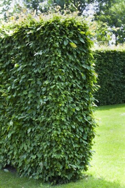 Carpinus betulus