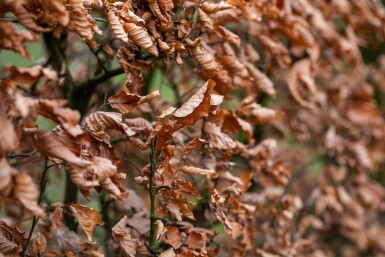 Carpinus betulus