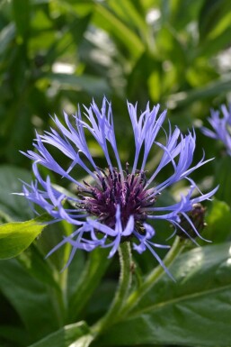 Berg-Flockenblume Centaurea montana 5-10 Topf 9x9 cm (P9)