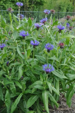 Centaurea montana 'Coerulea'