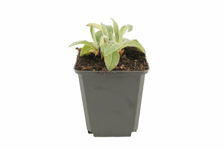 Berg-Flockenblume Centaurea montana 'Coerulea' 5-10 Topf 9x9 cm (P9) Centaurea montana 'Coerulea'