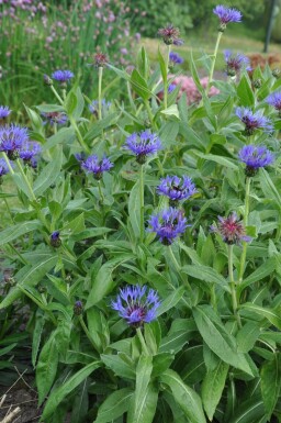 Berg-Flockenblume Centaurea montana 'Coerulea' 5-10 Topf 9x9 cm (P9) Centaurea montana 'Coerulea'
