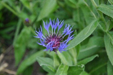 Berg-Flockenblume Centaurea montana 'Coerulea' 5-10 Topf 9x9 cm (P9)