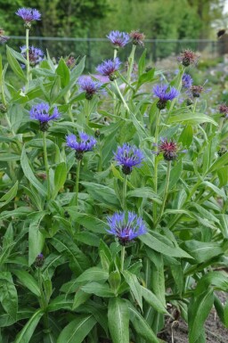 Berg-Flockenblume Centaurea montana 'Coerulea' 5-10 Topf 9x9 cm (P9) Centaurea montana 'Coerulea'