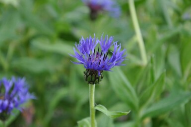 Berg-Flockenblume Centaurea montana 'Coerulea' 5-10 Topf 9x9 cm (P9) Centaurea montana 'Coerulea'