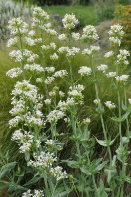 Spornblume Centranthus ruber 'Albus' 5-10 Topf 9x9 cm (P9)